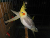 Running pair Cockatiel Bird for sale